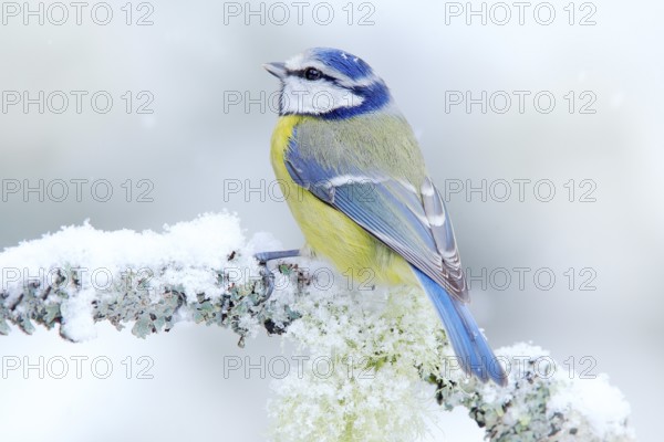 Bird Blue Tit in forest, snowflakes and nice lichen branch. Wildlife scene from nature. Detail portrait of beautiful bird, France, Europe. First snow in nature. Snow winter with cute songbird