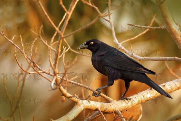 Giant Cowbird, Molothrus oryzivorus, black bird from Brazil in tree habitat. Wildlife scene from nature. cowbird sitting on branch, evening light