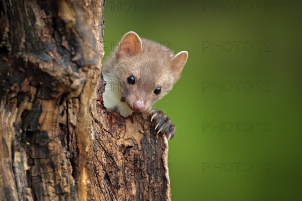 Beech marten, Martes foina, with clear green background. Small predator sitting on the tree trunk in forest. Wildlife scene from Germany. Beautiful cute forest animal