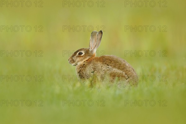 Cute rabbit with flower dandelion sitting in grass. Animal in nature habitat, life in the meadow, Germany. European rabbit or common rabbit, Oryctolagus cuniculus, hidden in the grass. Wildlife Europe