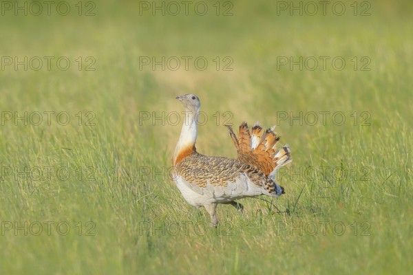 Great Bustard (Otis tarda), steppe bird, extremely rare bird species, threatened with extinction, heaviest flying bird, male, cock, wildlife, nature photography, Lake Neusiedl, Hansag, Burgenland, Hungary, Austria, Western Europe