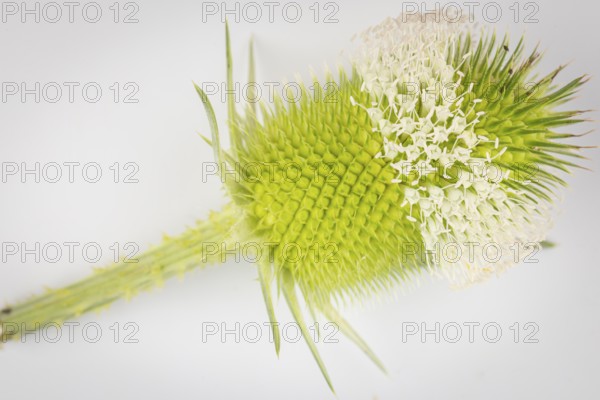 Inflorescence of the weaver's card (Dipsacus sativus) on a white background, close-up