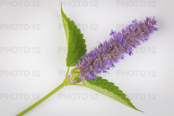 Spanish mint (Mentha spicata ssp hispanica), inflorescence with green leaves against a white background, close-up