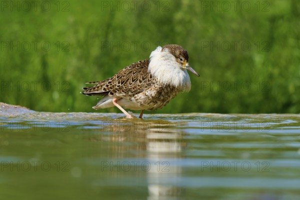Bird at the water, looking down, green background, ruff (Calidris pugnax), spring, France