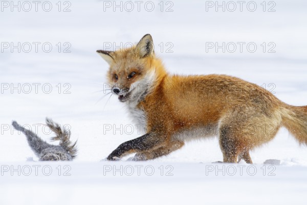 Red fox (vulpes vulpes), Fox hunting eastern gray squirrel (sciurus carolinensis) in winter. Province of Quebec, Canada, North America