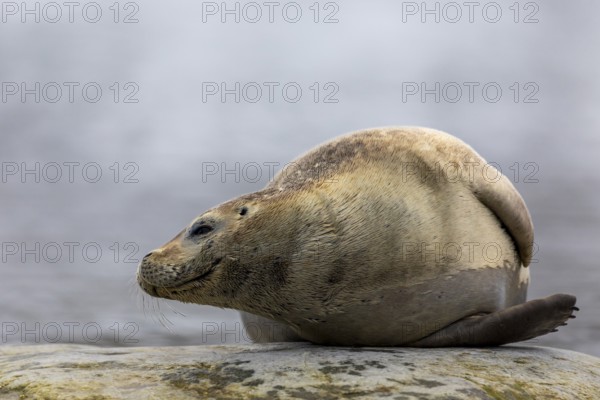 Harbour seal (Phoca vitulina) lying on a stone in the water, Mammals (Mammalia), Gravnesodden, Spitsbergen, Svalbard