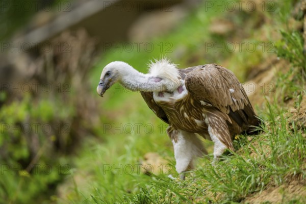 Eurasian griffon vulture (Gyps fulvus) on a meadow, Bavaria, Germany