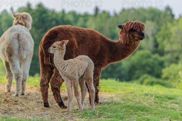 Two adult and one newly born white alpaca (Vicugna pacos) standing on straw in hilly terrain