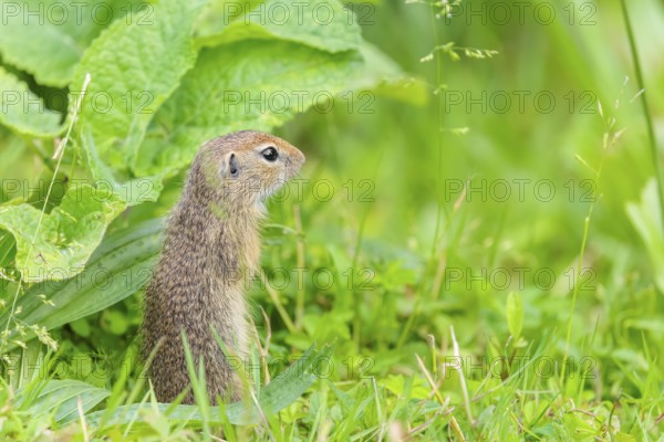 A young European ground squirrel (Spermophilus citellus) or European souslik stands in a meadow with tall green vegetation and eats from it