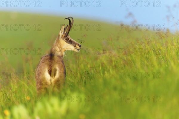 Chamois in green grass with blue sky in the background, chamois, chamois, (Rupicapra rupicaprae), wildlife, Vosges, France