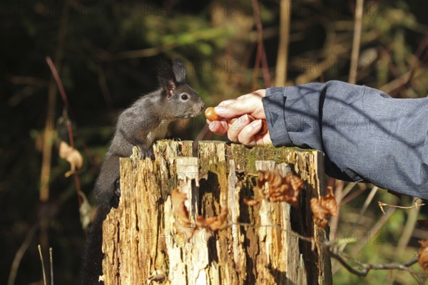 Squirrel (Sciurus) takes hazelnut from human hand, Allgäu, Bavaria, Germany, Allgäu, Bavaria, Germany