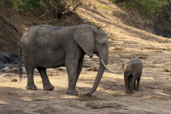 African elephant (Loxodonta africana), adult, juvenile, dried up riverbed, water search, Kruger, Kruger National Park, South Africa