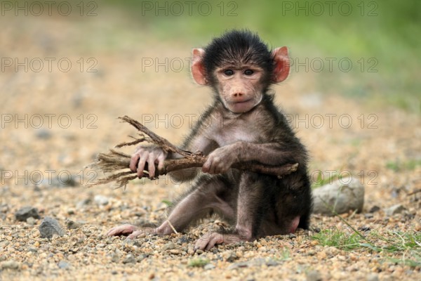 Bear baboon, chacma baboon (Papio ursinus), young, baby, sitting on ground, fragile, foraging, playing, Kruger, Kruger National Park, South Africa