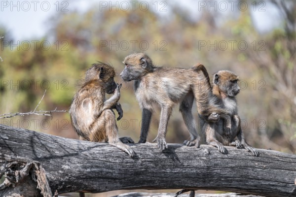 Bear baboon (Papio ursinus), young playing on a tree trunk, Kruger National Park, South Africa