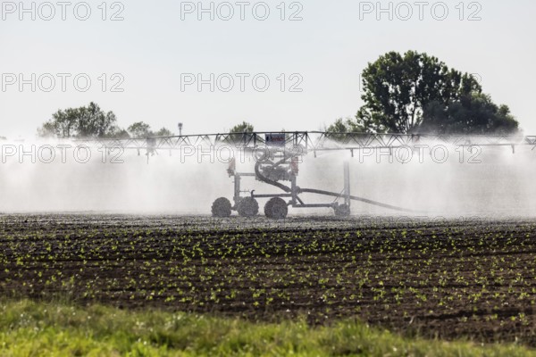 Hot days, little rainfall. Irrigation of young vegetable plants during drought in the fields of Neuhausen auf den Fildern, Baden-Württemberg, Germany