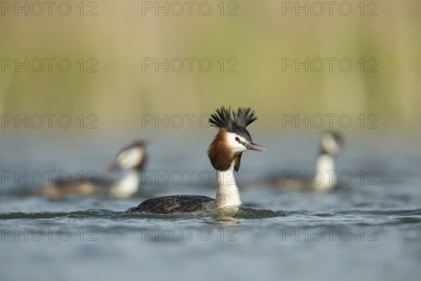 Great Crested Grebe (Podiceps Scalloped ribbonfish) in breeding plumage, breeding plumage, several, small group, troop, swimming in the same direction, rare photo, as great crested grebes tend to be solitary, water birds, native nature, Lower Rhine, Rhineland, North Rhine-Westphalia, Germany, Western Europe