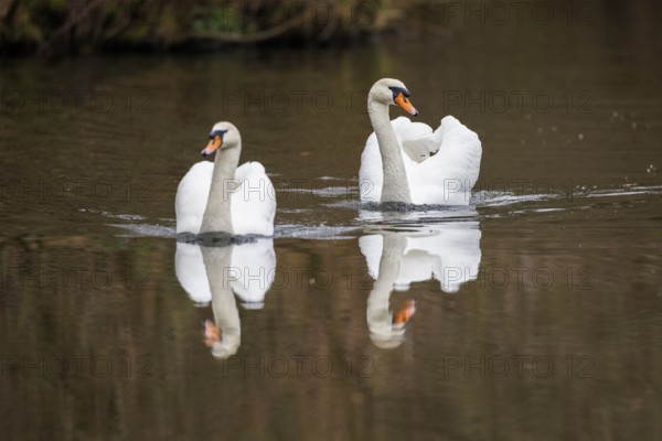 Mute swans (Cygnus olor), Germany