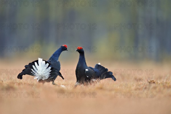 Black grouse (Lyrurus tetrix), two cocks in a show fight, Hedmark county, Norway