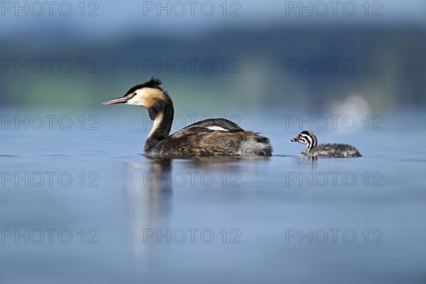 Great Crested Grebe (Podiceps scalloped ribbonfish), with chicks swimming in the water, Lake Zug, Canton Zug, Switzerland