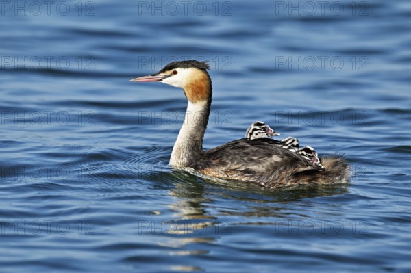 Great Crested Grebe (Podiceps Scalloped ribbonfish), with three chicks in plumage swimming in the water, Lake Zug, Canton Zug, Switzerland