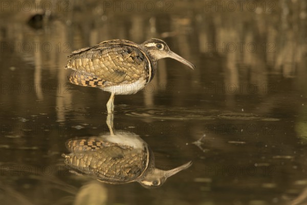 Greater Painted-snipe (Rostratula benghalensis), Gambia