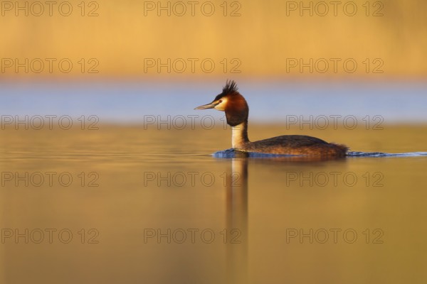 Great Crested Grebe (Podiceps cristatus), North Brabant, Netherlands