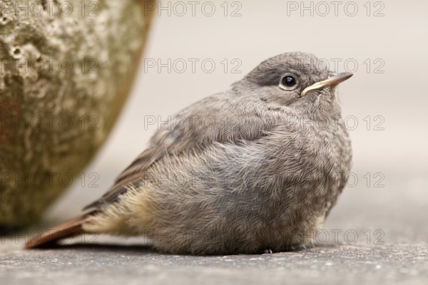 Black Redstart (Phoenicurus ochruros) juvenile, St. Gallen, Switzerland