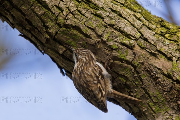 Short-toed Treecreeper (Certhia brachydactyla), Baden-Wuerttemberg, Germany