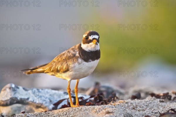 Common Ringed Plover (Charadrius hiaticula), Schleswig-Holstein, Germany