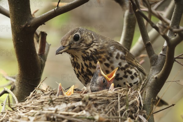 Song Thrush (Turdus philomelos) chick, Lower Saxony, Germany