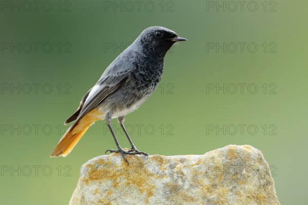 Black Redstart (Phoenicurus ochruros) male perched on a rock, Andalusia, Spain