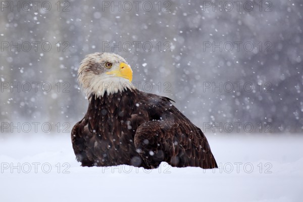 Bald Eagle, Haliaeetus leucocephalus, portrait of brown bird of prey with white head, yellow bill. Winter scene with snow, Alaska, USA