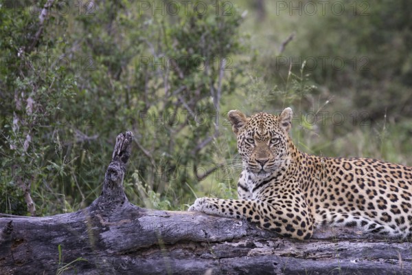Leopard (Panthera pardus) lying on a tree, Sabi Sands, South Africa
