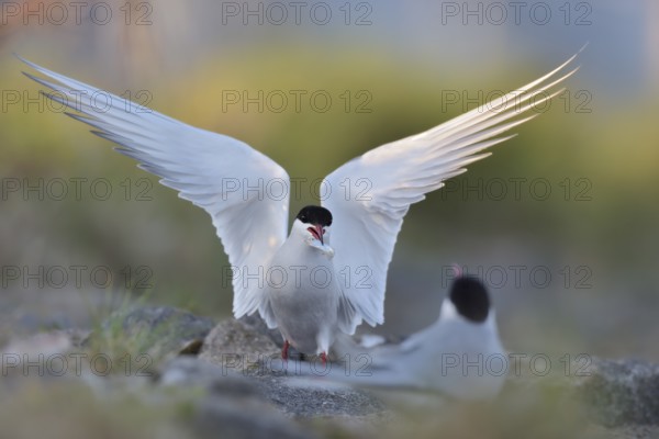 Common Tern (Sterna hirundo) displaying with fish in beak, Schleswig-Holstein, Germany