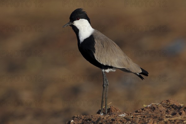 Spur-winged Lapwing (Vanellus spinosus), Gambia