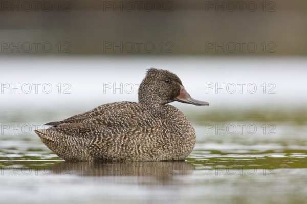 Freckled Duck (Stictonetta naevosa) male, Victoria, Australia