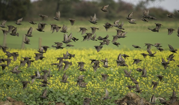 Common Starling (Sturnus vulgaris) huge flock flying, Mecklenburg-Western Pomerania, Germany