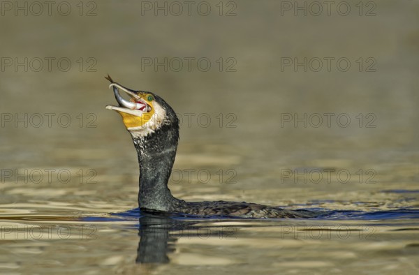 Great Cormorant (Phalacrocorax carbo) feeding on Eurasian perch (Perca fluviatilis) prey, Piedmont, Italy