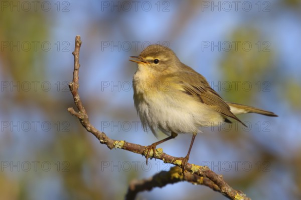 Willow Warbler (Phylloscopus trochilus) singing from a branch, Texel, Netherlands
