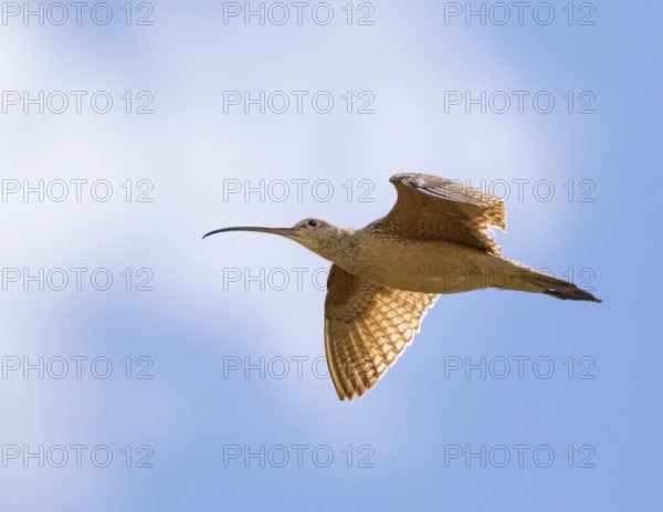A Long-billed Curlew, Numenius americanus in flight near Goose Lake, Saskatchewan, Canada