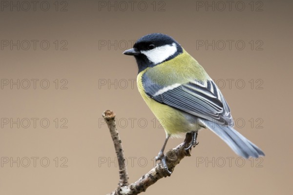 Great Tit (Parus major) perched on a branch, Bialowieca National Park, Poland