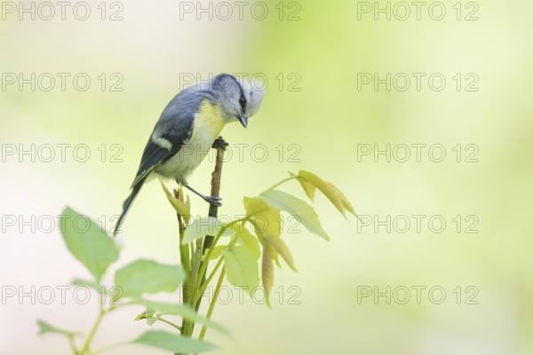 Yellow-breasted Tit - Lasurmeise - Cyanistes cyanus ssp. flavipectus, Kyrgyzstan, adult