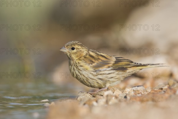 Serin - Girlitz - Serinus serinus, Croatia, juvenile