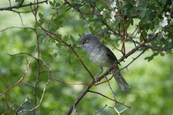 Barred Warbler (Sylvia nisoria) male singing, perched on a branch, Brandenburg, Germany