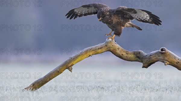 Common Buzzard (Buteo buteo) landing on a big old branch with spread wings, Saxony-Anhalt, Germany