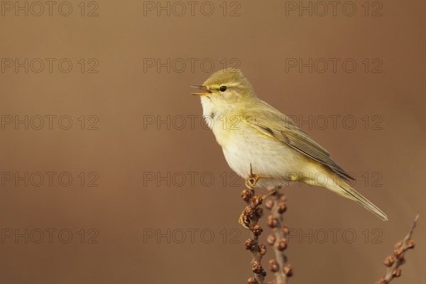 Willow Warbler (Phylloscopus trochilus) singing from a branch, North Holland, Netherlands