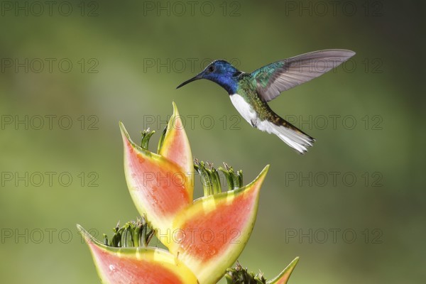 White-necked Jacobin (Florisuga mellivora) male flying and feeding on flower nectar, Costa Rica