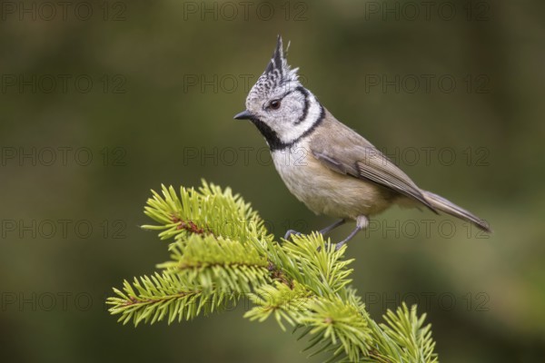 European Crested Tit (Lophophanes cristatus) perched on a spruce branch, Poland