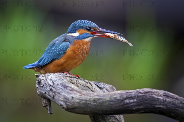 Common Kingfisher (Alcedo atthis) female perched on a branch with fish in its beak, Saxony-Anhalt, Germany