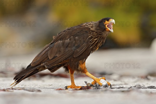 Bird feeding behaviour. Birds of prey Strieted caracara, sitting in on the rock, Falkland Islands, Argentina. Bird behaviour. Bird caracara in the nature habitat. Bird with kill carcass. Caracara food
